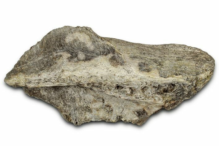 Fossil Ornithischian Dinosaur Bone Section - Montana #355114